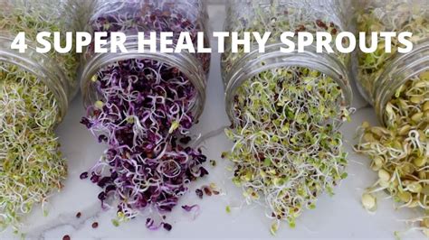 How To Grow Sprouts at Home | 4 Super Healthy Sprouts – UrbanGreensProject.org