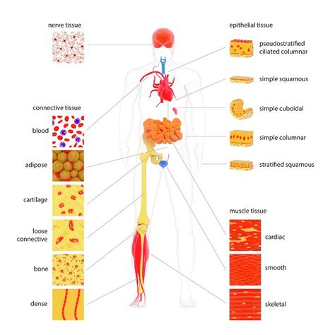 Human Body Tissue