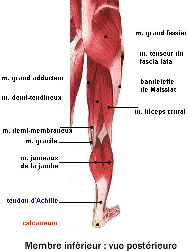 Les muscles des jambes - fiche santé du décathlon