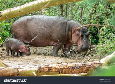 1,469 Mother Baby Hippo Images, Stock Photos & Vectors | Shutterstock