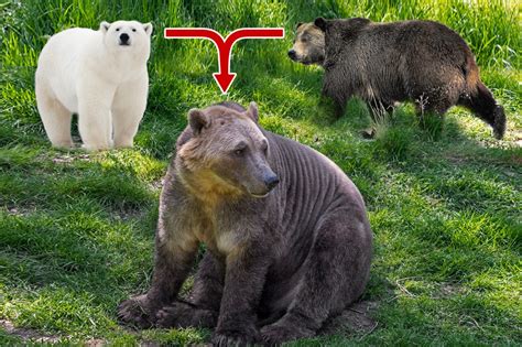 New 'Pizzly Bear' super-hybrid created as polar bears and grizzlies mate to survive climate ...