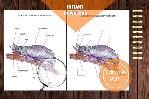 CHAMELEON ANATOMY Editable Watercolor Print Homeschooling - Etsy