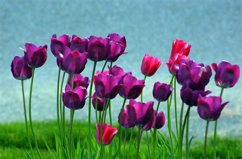 Purple tulips Free Photo Download | FreeImages