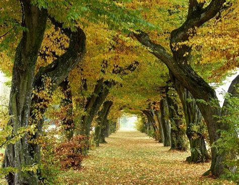 herbstliche Allee | Landschaft, Alte bäume, Natur