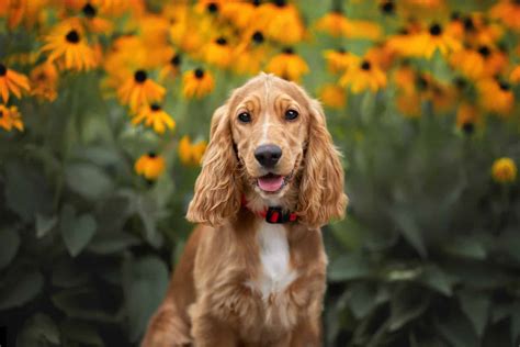 Top 7 Best Cocker Spaniel Breeders In Ontario