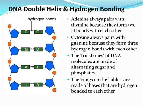 PPT - DNA Structure PowerPoint Presentation, free download - ID:2118226