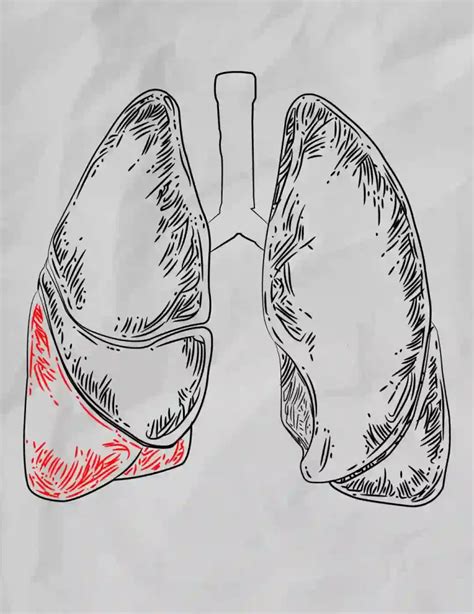 How To Draw The Lungs | Step By Step - Storiespub