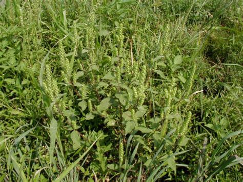 Weed of the Week: Broadleaf Marshelder | Forage Fax