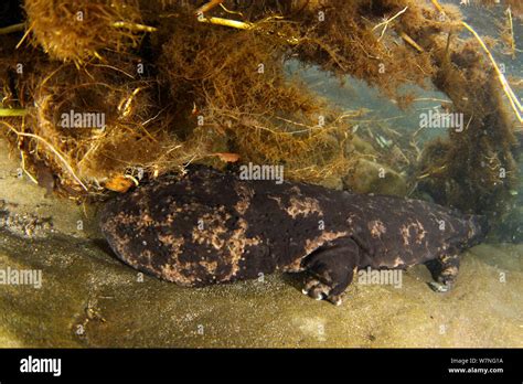 Japanese giant salamanders hi-res stock photography and images - Alamy