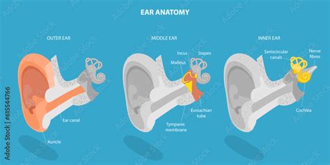 3D Isometric Flat Vector Conceptual Illustration of Human Ear Anatomy ...