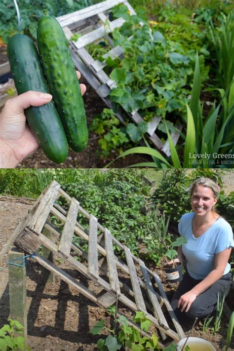 15 Easy DIY Cucumber Trellis Ideas - A Piece Of Rainbow