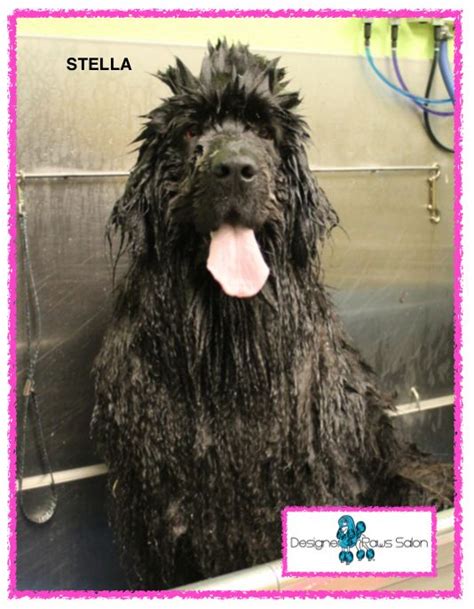 Dog Grooming, Newfoundland | Dog grooming, Newfoundland dog, Dogs and ...