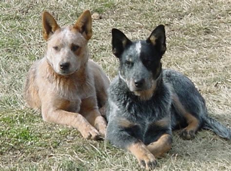 Country Life: Blue Heeler e Red Heeler