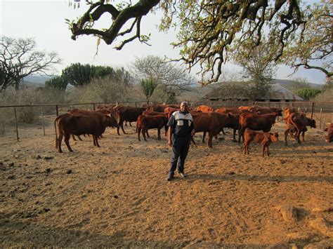 Beef Cattle Farming In South Africa | See More...