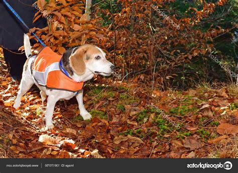 Beagle Hunting Vest | PETSIDI