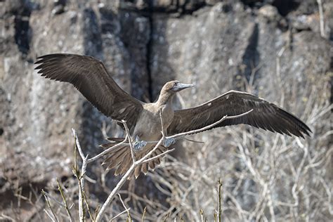 Travel aboard cruises to Galapagos Islands 2025 - GalapagosInformation.com Blog