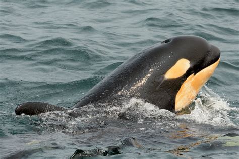 Baby Orcas Being Born