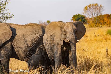 Camping in the Serengeti National Park - Wanderlust Travel & Photos