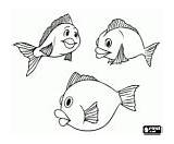 The Food chain Of Fishes coloring Page Printable Game sketch template