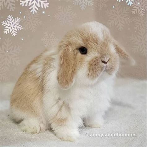 Redhill Rabbitry - SunnySoCalBunnies | Southern California Holland Lop ...