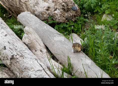 St matthew island alaska hi-res stock photography and images - Alamy