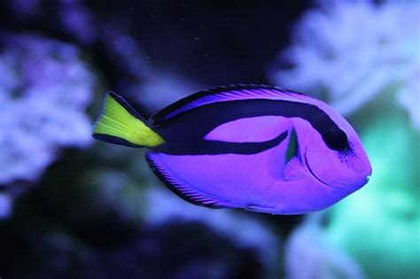 Purple fish | Tropical Fish | Pinterest