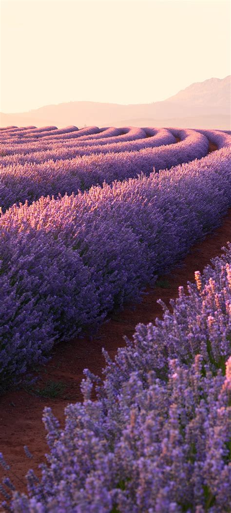 Purple Flower Field Wallpaper