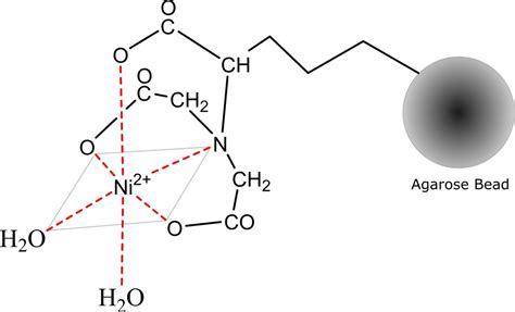 Colonnes FPLC Nickel-NTA (Ni-NTA) Clinisciences