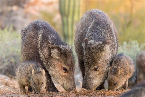 Sonoran Desert Photos | Ron Niebrugge Photography