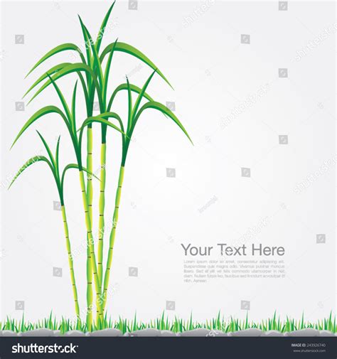 Sugar Cane Vector Format Stock Vector (Royalty Free) 243926740 ...