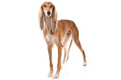 saluki puppies for sale south africa - Lizzie Duggan