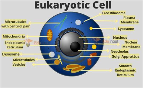 Membrane Bound Eukaryotic Examples at Roger Moore blog