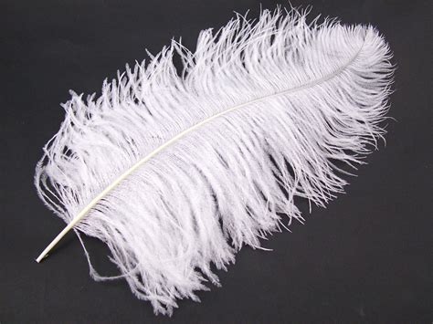 Ostrich Prime Feathers UK finest quality – Jaffe