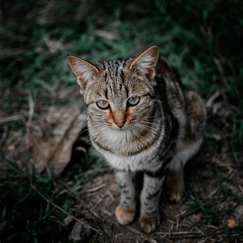 Shallow Focus Photography of Brown, Black, and Gray Tabby Cat · Free Stock Photo