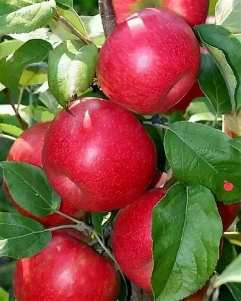 Pin by Sulistiyawati Sulistiyawati on Pohon buah | Fruits and vegetables pictures, Fruit bearing ...
