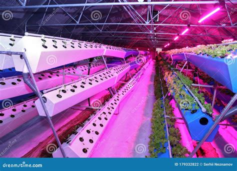 Growing Plants Aeroponics. Unique Production of Greenery and Plants. Aeroponic System in Plant ...