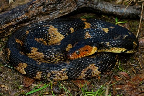 Broadbanded Watersnake (Nerodia fasciata confluens) | Snake, Mostly ...