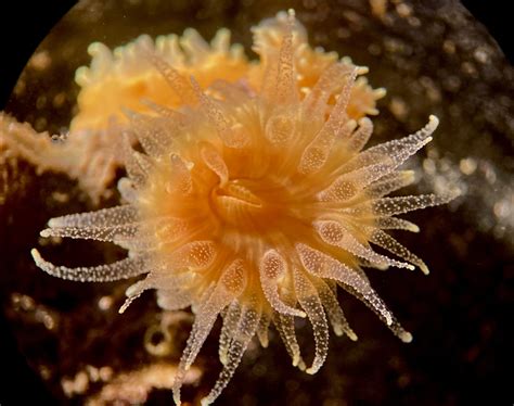 cnidarians – Notes from a California naturalist