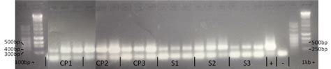 Image of gel electrophoresis results showing consistently sized ...