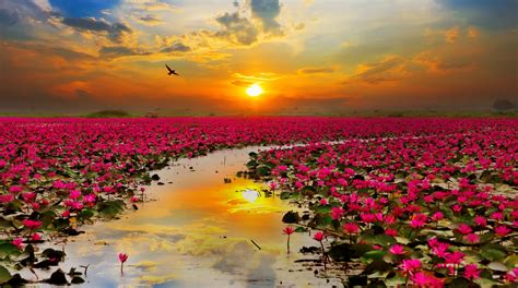 1920x1070 lotus flowers for desktop background, HD Wallpaper | Rare Gallery