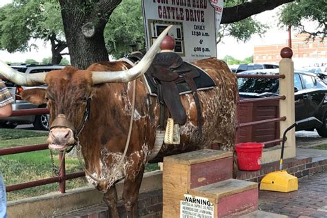 Fort Worth Stockyards National Historic District: Dallas Attractions Review - 10Best Experts and ...