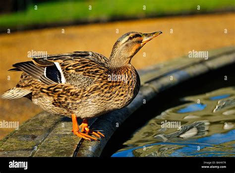 Warwick castle gardens hi-res stock photography and images - Alamy