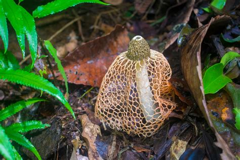 Free stock photo of Sinharaja Rain Forest