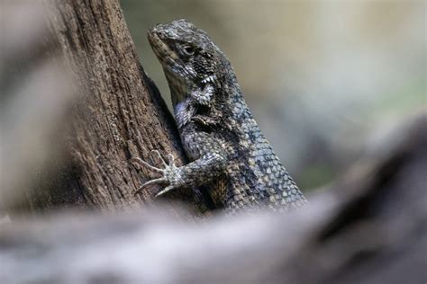 Northern curly-tailed lizard - Marwell Zoo