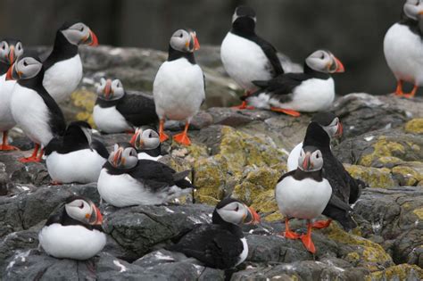 Orkney Puffin | Puffin, Birds, Bird