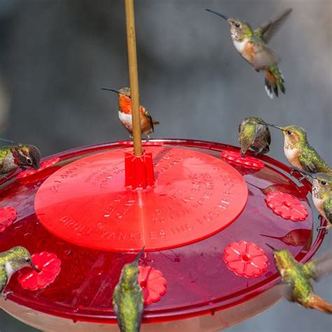 All Hummingbird Feeders – Backyard Bird Centre