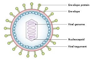 West Nile Virus: Structure and Function | Study.com