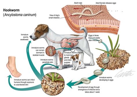 Hook worms in dogs - chlistearth