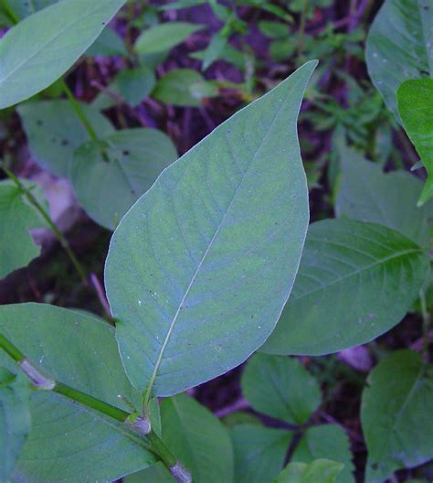 Persicaria virginiana (jumpseed): Go Botany