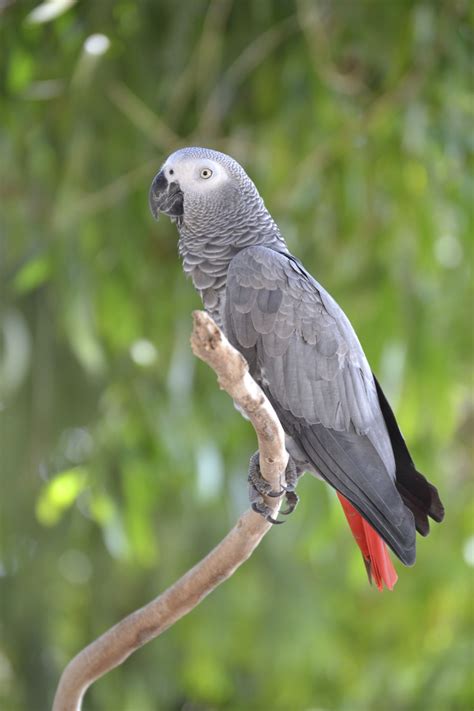 African parrot - Gabon | African grey parrot, African grey, Funny parrots